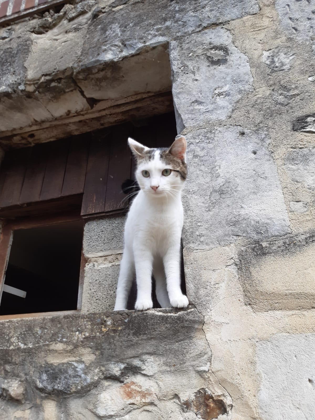Image de Kiwi