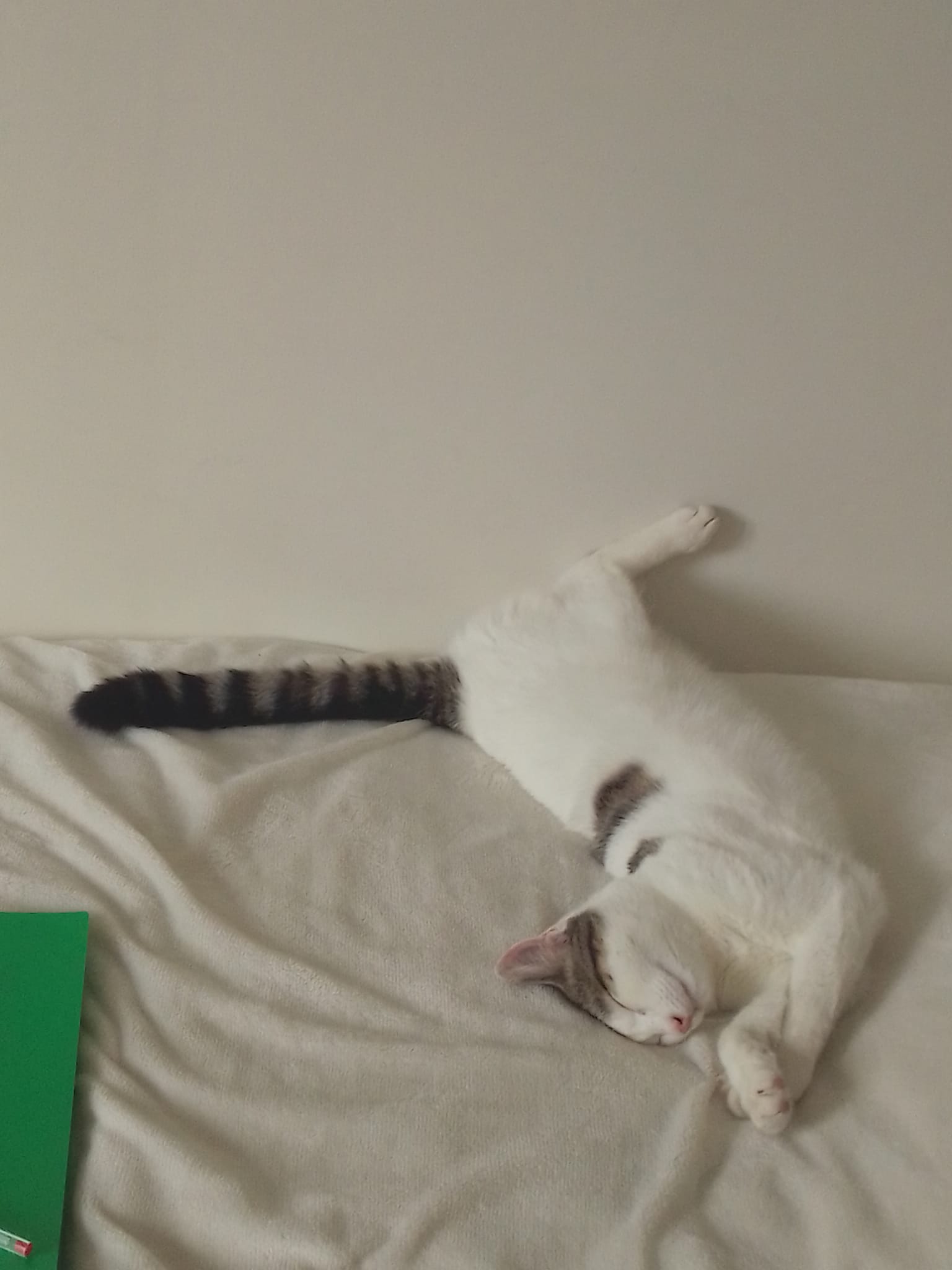 Image de Kiwi