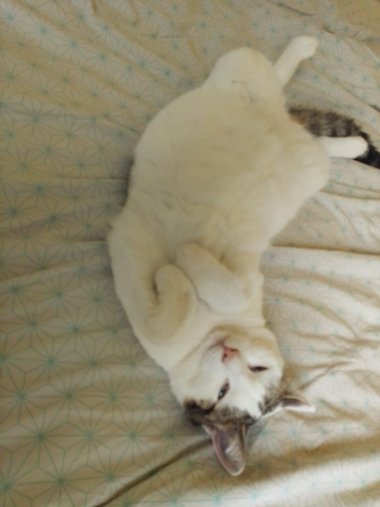 Image de Kiwi