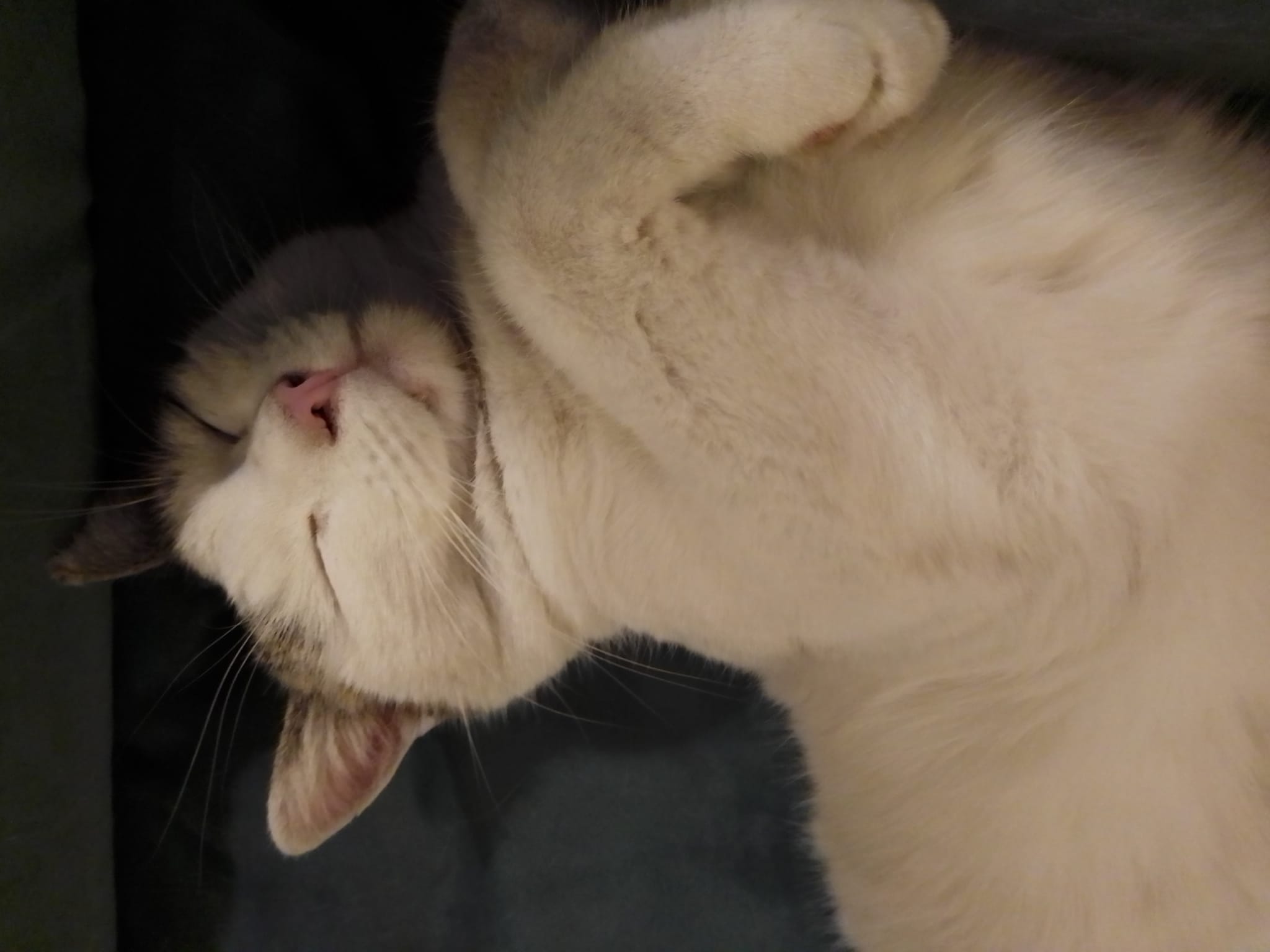 Image de Kiwi