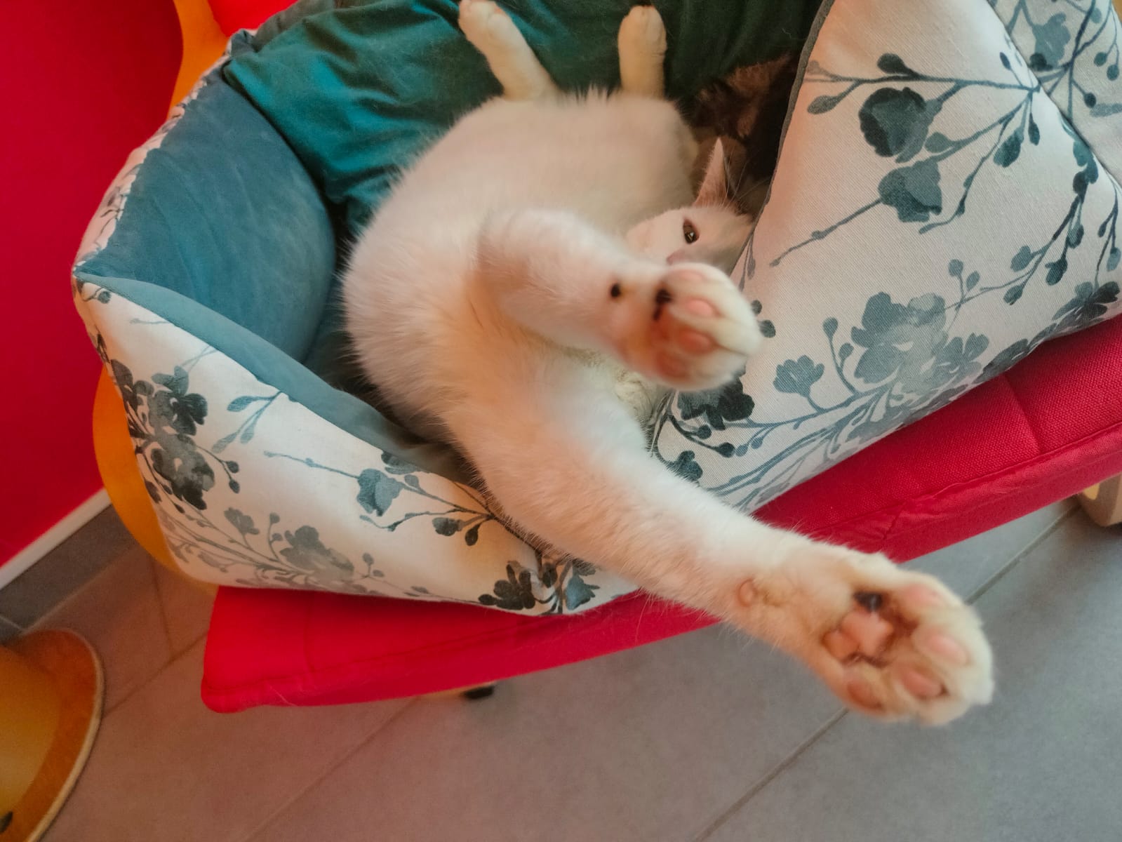 Image de Kiwi
